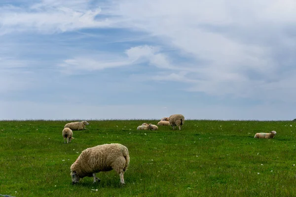 Several White Sheep Thick Coats Wool Grazing Green Meadow Blue — Fotografia de Stock
