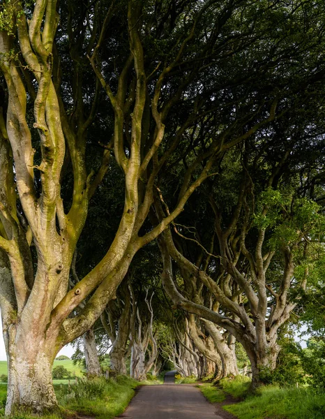 Táj Kilátás Ikonikus Dark Hedges Észak Írországban — Stock Fotó