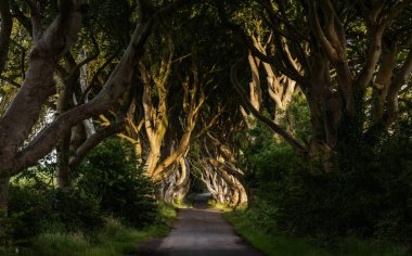 Kuzey İrlanda 'daki ikonik Karanlık Çitler' in yatay görünümlü manzarası