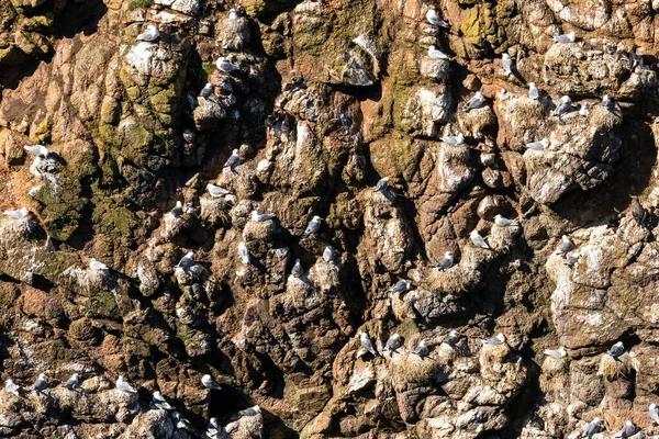 Close View Many Seabirds Seagulls Nesting Steep Cliffs Aberdeenshire Shore —  Fotos de Stock