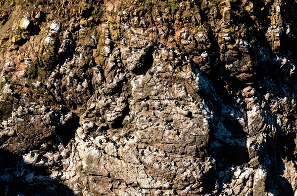 Close View Many Seabirds Seagulls Nesting Steep Cliffs Aberdeenshire Shore — Photo