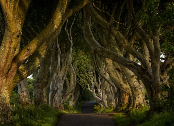 Horizontal Low Key Landscape View Iconic Dark Hedges Northern Ireland — Foto Stock