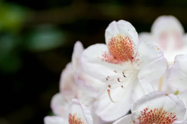 Dreamy Soft Focus View Red Flower Inverewe Gardens Scottish Higlands — Photo