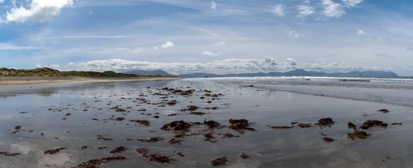 Panorama View Endless Golden Sand Beach Ballyheigue Red Algae Foregorund — Stock Photo, Image