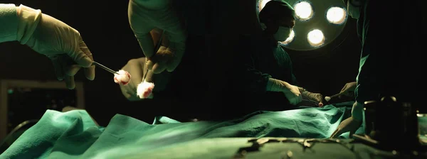 两名外科医生手牵着棉毛钳和手术刀在一个横幅尺寸的手术室工作 为病人做手术 需要知识和经验 — 图库照片