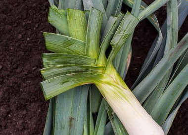 Pırasa hasat ediyorum. Yerde büyük, olgun bir pırasa yatıyor. Yukarıdan görüntüle 