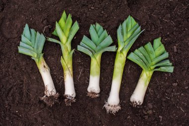 Pırasa hasat ediyorum. Yerde bir sürü büyük, olgun pırasa var. Yapraklar kesilmiş. Yukarıdan görüntüle 