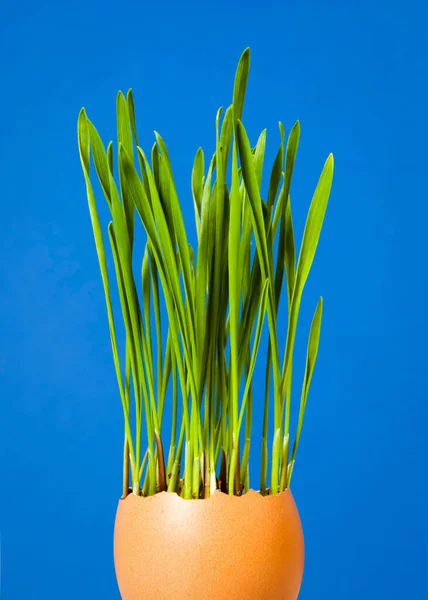 Cultivando Verduras Jóvenes Cáscaras Huevo Decoración Pascua Cultivo Ecológico Plántulas — Foto de Stock