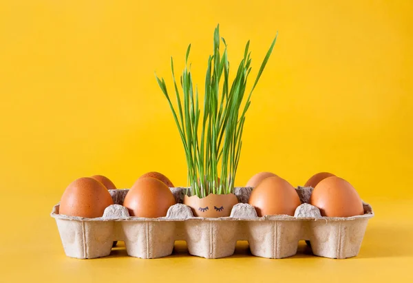Los Brotes Trigo Verde Crecen Una Cáscara Huevo Con Dibujos — Foto de Stock