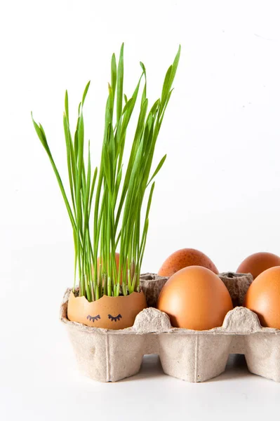 Los Brotes Trigo Verde Crecen Una Cáscara Huevo Con Dibujos — Foto de Stock