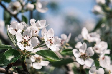 Bahar zamanı, çiçek açan elma dalı, çiçek arkaplan