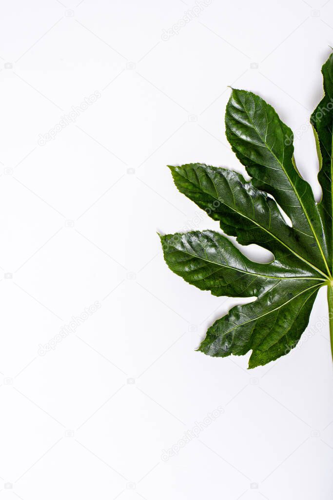 vertical half of aralia leaf on white background, minimal, copy space