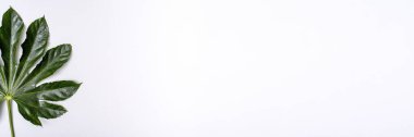 Üst manzara yeşil aralia yaprağı beyaz arkaplan pankartıyla, boşluğu kopyala