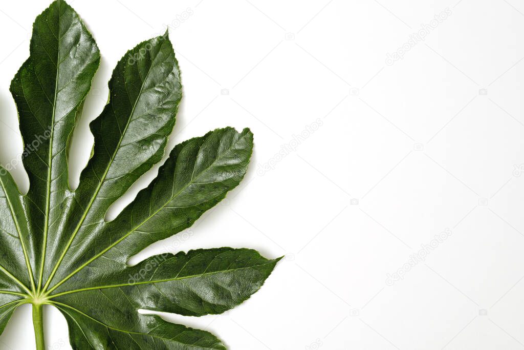 decorative plant background, top view aralia leaf on white in corner with copy space