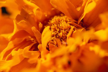 ekran koruyucular için makro turuncu kadife çiçekleri, çiçek arkaplan kavramı