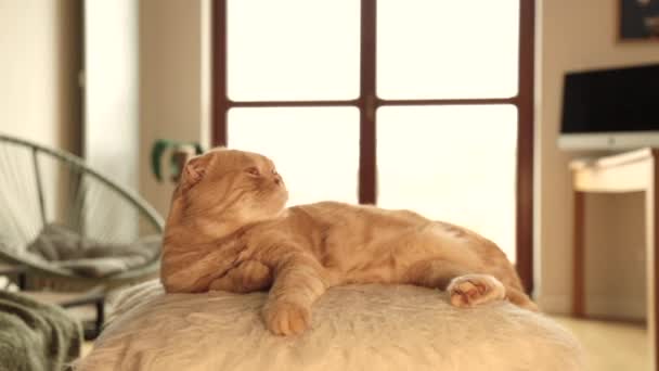 Красивая Красная Кошка Лежит Оттоманке Комнате Расчесывая Кошку Гребнем Расчесывая — стоковое видео