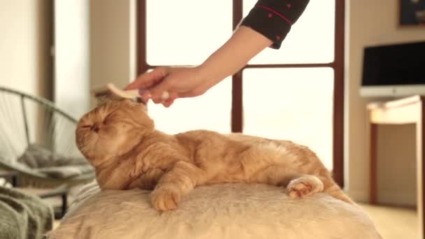 Hermoso Gato Rojo Yace Sobre Una Otomana Habitación Peinando Gato — Vídeos de Stock