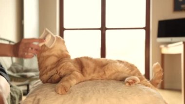 Güzel kırmızı bir kedi odadaki bir sedirin üzerinde uzanıyor, bir tarakla kediyi tarıyor, kürkü tarıyor, kırmızı kediyi okşuyor. İskoç katlama. İngiliz kedisi.