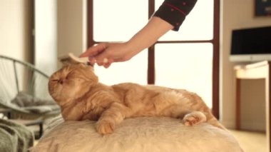 Güzel kırmızı bir kedi odadaki bir sedirin üzerinde uzanıyor, bir tarakla kediyi tarıyor, kürkü tarıyor, kırmızı kediyi okşuyor. İskoç katlama. İngiliz kedisi.