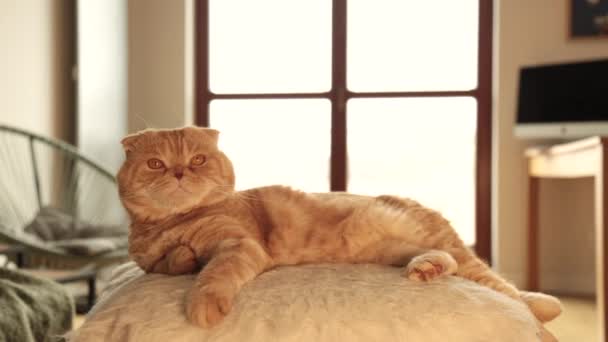 Vacker Röd Katt Ligger Ottoman Rummet Kamma Katten Med Kam — Stockvideo