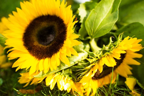 picnic in nature, close-up details, cheese and wine, sandwiches, fruit and sunflower, camembert cheese, summer and autumn picnic outside the city, plaid, flowers sunflowers