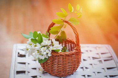 Hasır sepette bir sürü akasya. Siyah çekirge, Robinia psödoacia ve ilkbaharda sahte akasya karışımından doğal kozmetik malzemeleri topluyorum. Evde ilaç imalatı.