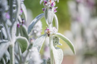 Bal arıları, Stachys Bizansina 'dan nektar ve polen topluyor, kuzu kulağı, yünlü hedgenettle, Stachys lanata, olimpikalı, mor çiçekli, kovanlı, çiçek tarlasında.