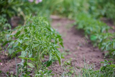 Growing tomatoes on bed in raw in field in spring. green seedling of tomatoes growing out of soil. Densely planted young tomato plants ready for planting.