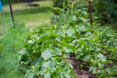 Green cucumber seedling grows from soil in garden in spring. Densely planted young cucumber plants are ready for planting and thinning.