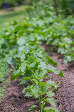 Green cucumber seedling grows from soil in garden in spring. Densely planted young cucumber plants are ready for planting and thinning.