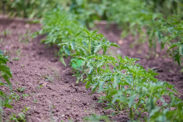 Cultivar Tomates Cama Crudos Campo Primavera Plántulas Verdes Tomates Que — Foto de Stock