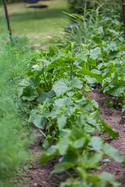 Green cucumber seedling grows from soil in garden in spring. Densely planted young cucumber plants are ready for planting and thinning.