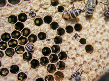 Bee colony in the stock on the frame with a sealed brood, pollen and stores. Breeding bees in the apiary in the nucleus. Young newborn bee crawling on the capping comb of the brood chamber. Sealed brood in the hive with bee family.