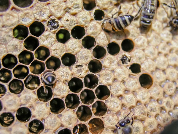 Včelí Kolonie Skladě Rámu Zapečetěným Plemenem Pylem Zásobami Pěstování Včel — Stock fotografie
