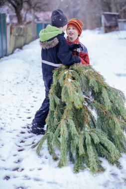 Two brothers pull Christmas tree home from Christmas market. Preparation for the New Year