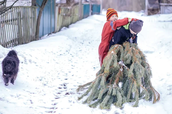 brothers fight on a snow-covered road. Boys drag Christmas tree to compost after Christmas. Recycling. End of holidays. second life of things. zero waste,