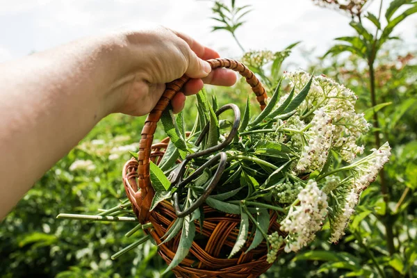 El budama cilt bakımı taze bitki kediotu Valeriana resmi böğürtlenli. Bahçe kediotu, bahçe helezonu ve yazın çayırda iyileşen çiçekler..