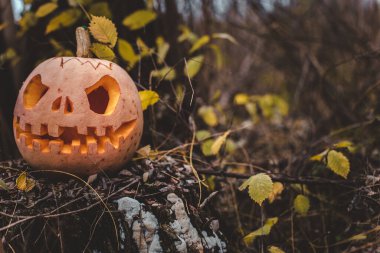 Pumpkin with carved eyes and mouth on the stump. Decor for Halloween. Scary forest. arved pumpkins into jack-o-lanterns for halloween.