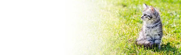 Banner with cute striped kitten 2 months. small pet on green grass in the garden.