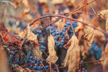 Ice wine. sweetest wine is from grapes shredded Grapevine after first frost. Withered darkened yellow leaves of grapes in autumn after the first cold weather. Harvested concept