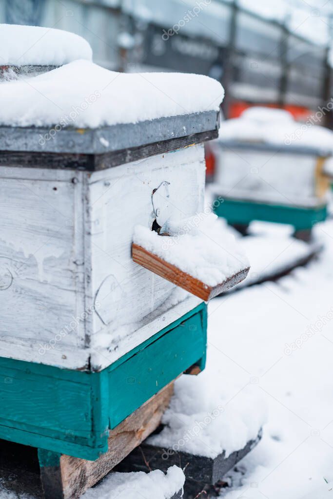 old hive entrance in winter. Colorful hives on apiary in winter stand in snow among snow-covered trees. Beehives in apiary covered with snow in wintertime in frosty. Multiple yellow and blue painted bee hive boxes on snowy