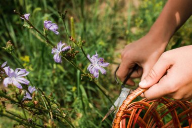 Blossom chicory Cichorium intybus , Species genus of plants in the dandelion tribe within the sunflower family on a meadow. Circumcision of stems with flowers from plant whose roots are used to prepare a healing drink, substitute for coffee