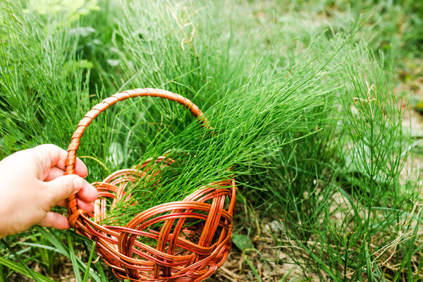 Hand with vintage scissors cutting stems quisetum arvense, field horsetail or common horsetail in a meadow in summer among medicinal herbs in an ecologically clean region