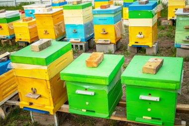 Bee hives Green and yellow in the apiary in the spring. Bricks on hive lids. Selective focus,