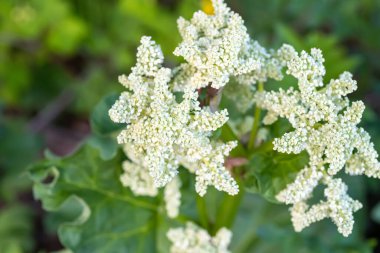 Rheum rhaponticum, rhapontic rhubarb at time of mass flowering. White flowers close-up. Burning with large leaves and an edible stem clipart