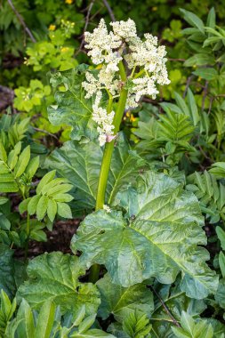 Rheum rhaponticum, rhapontic rhubarb at time of mass flowering. White flowers close-up. Burning with large leaves and an edible stem clipart