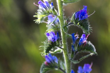 Honey bee collects nectar from Echium vulgare, viper's bugloss, blueweed. Collect pollen in the meadow. Detailed image of the bee collecting pollen.