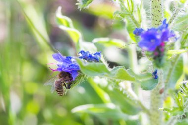 Honey bee collects nectar from Echium vulgare, viper's bugloss, blueweed. Collect pollen in the meadow. Detailed image of the bee collecting pollen.