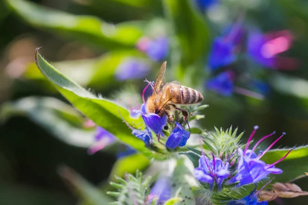 Honey bee collects nectar from Echium vulgare, viper\'s bugloss, blueweed. Collect pollen in the meadow. Detailed image of the bee collecting pollen.