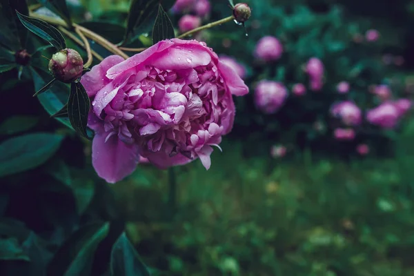 pink peonies flowers. Beautiful peony flowers blooming in the garden. Flower shop concept. Beautiful fresh purple flower on the flowerbed. Flower delivery.